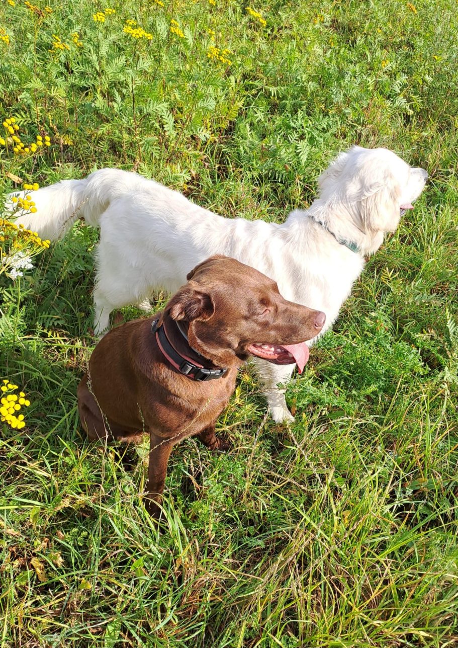 Zwei Hunde, einer braun und einer weiß, sitzen im Grünen.