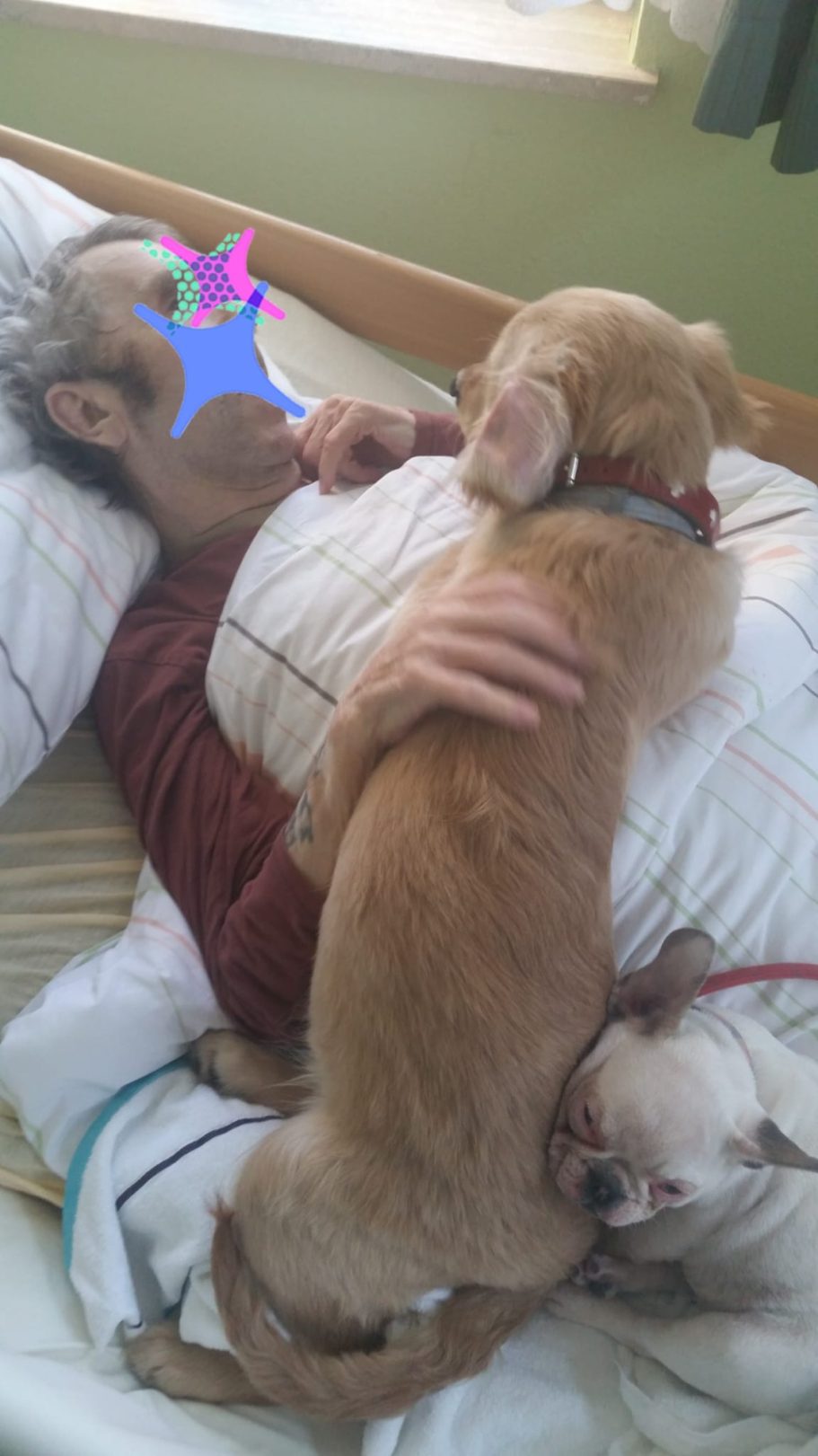 Mensch liegt im Bett, umarmt von einem Hund, ein weiterer Hund sitzt daneben.