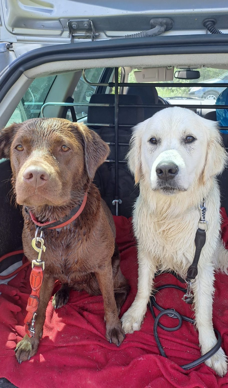 Zwei Hunde, ein brauner Labrador und ein weißer Golden Retriever, sitzen im Auto.