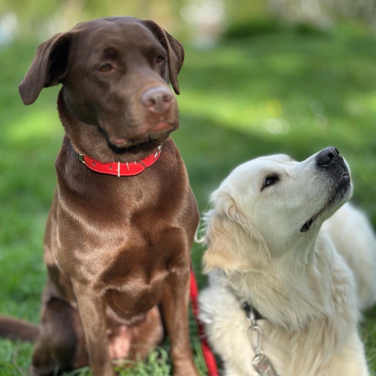 zwei Therapiehunde auf Wiese