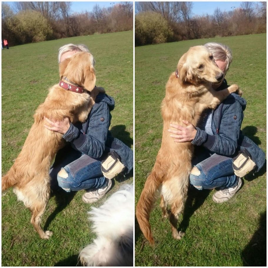 Ein Mensch wird von einem freundlichen Golden Retriever umarmt. Grüne Wiese im Hintergrund.