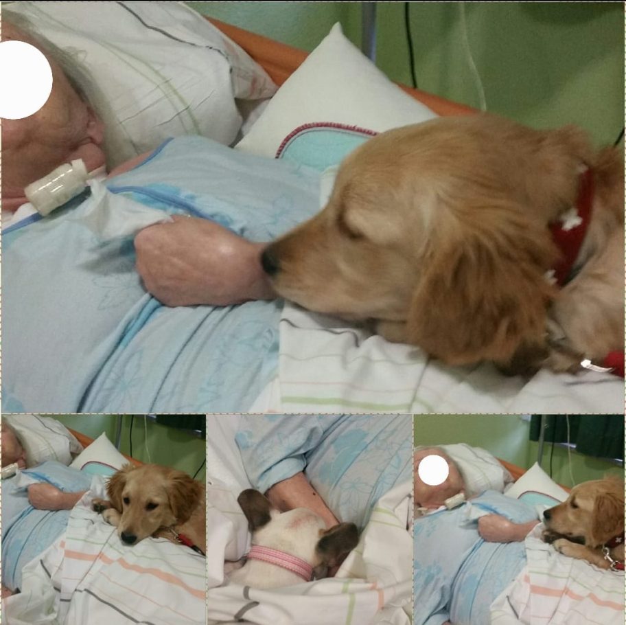 Ein Hund liegt sanft auf dem Schoss einer Person im Krankenhausbett.